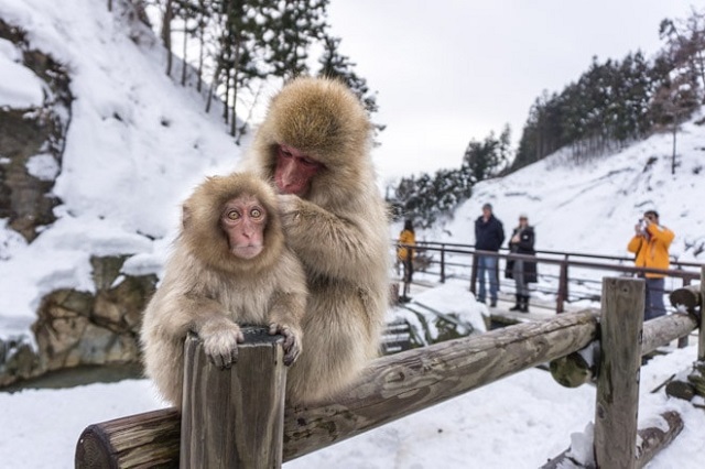 Khám phá thiên đường khỉ tuyết ở thung lũng địa ngục Nagano, Nhật Bản