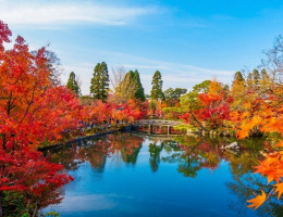 Chiêm ngưỡng sắc phong rực đỏ vào mùa thu tại đền Eikando – Nhật Bản