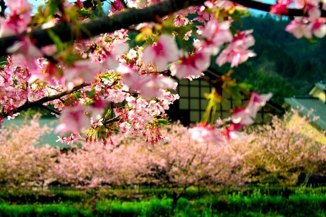 Nhật Bản những ngày xuân Nhật Bản những ngày xuân