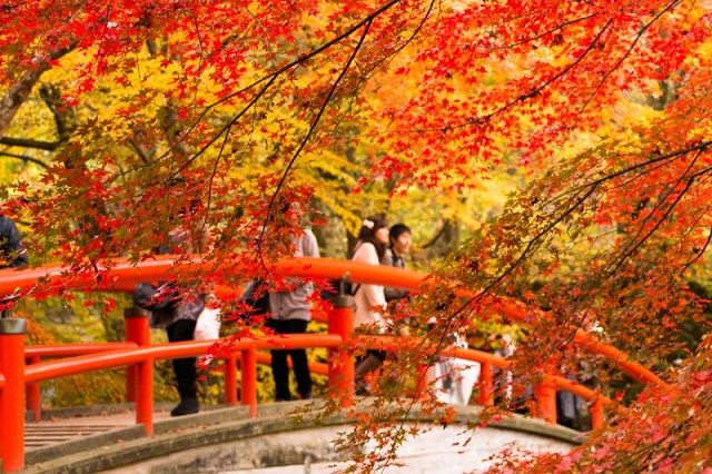 Tiết thu lãng mạn ở xứ sở hoa anh đào Tiết thu lãng mạn ở xứ sở hoa anh đào