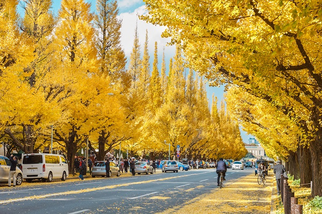 Meiji-jingu Gaien – điểm đón mùa thu đẹp nhất tại Nhật Bản