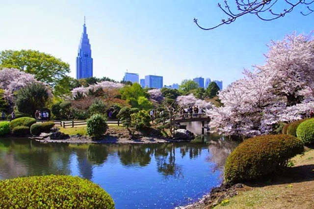 Khung cảnh hữu tình, mát mẻ ở vườn quốc gia Shinjuku Gyoen thu hút du khách