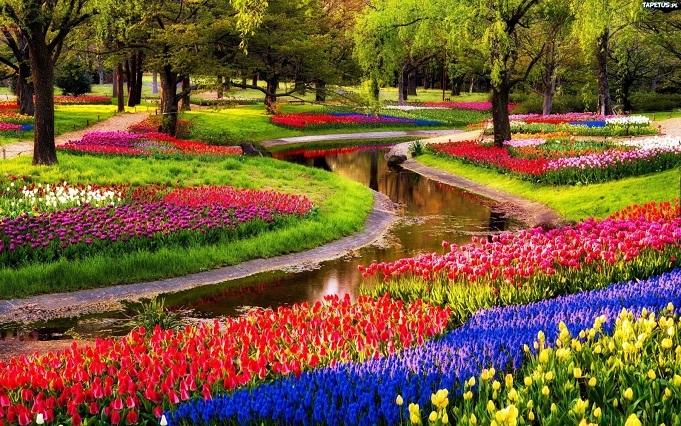 Dải hoa tulip rực rỡ sắc màu